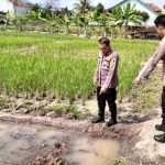 Tergeletak Di Sawah Bercelanan Pendek, Petani di Pringsewu MD