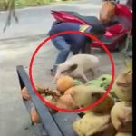 Babi Lepas dari karung ,warga Grasak Grusuk